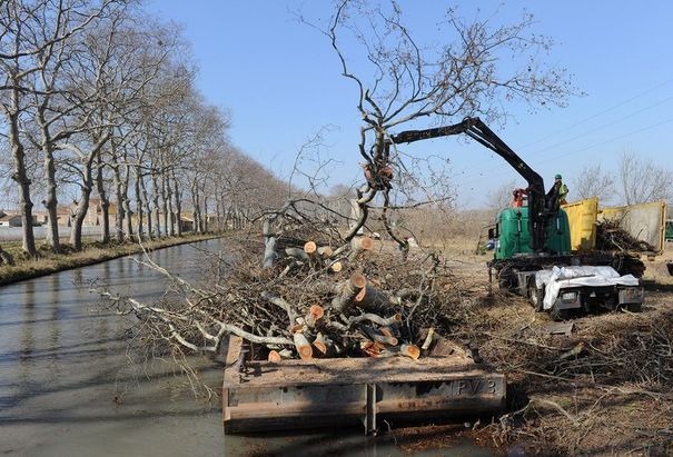 346891_des-techniciens-coupent-de-splatanes-bordant-le-canal-du-midi-le-1er-mars-2012-a-villeneuve-les-beziers