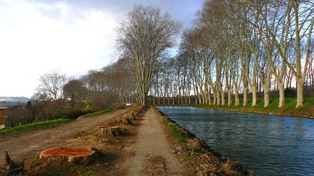 platanes_canal_midi