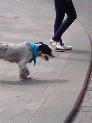 Meme chiens ont chaud