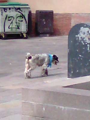 Vie de chien! A boire!