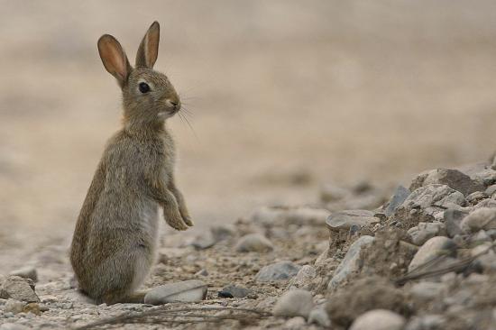 ai-encore-trouve-de-magnigiques-photos-de-lapins-de-garenne-et-de