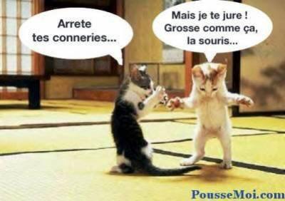 souris
