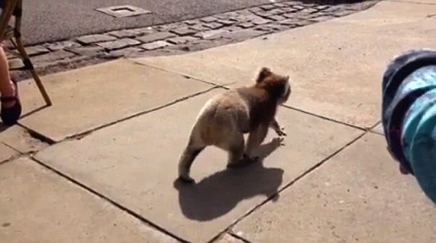 264b0e7d00000578-0-image-a-5_1425436951375