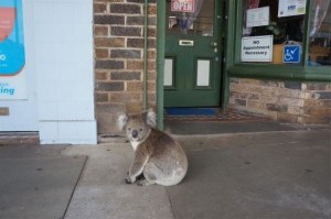 a-koala-took-a-stroll-down-a-street-in-australia-2-25876-1425571856-8_dblbig