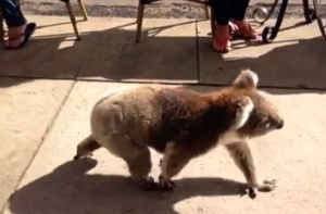 264b0e7500000578-0-image-m-8_1425437023384