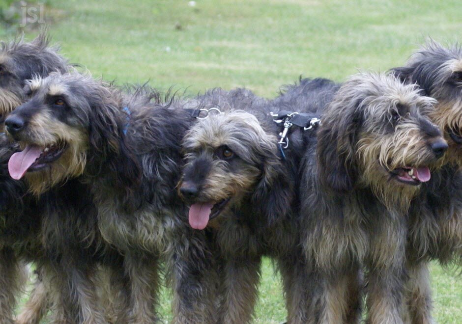 une-belle-meute-de-griffons-nivernais-photo-dr-1462194157