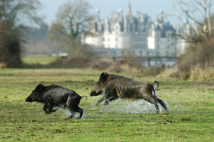 c-domaine-national-de-chambord-2