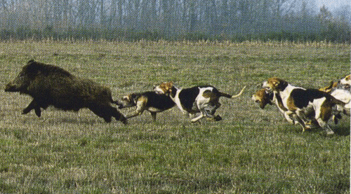 chasse-traque-le-clos-du-poste