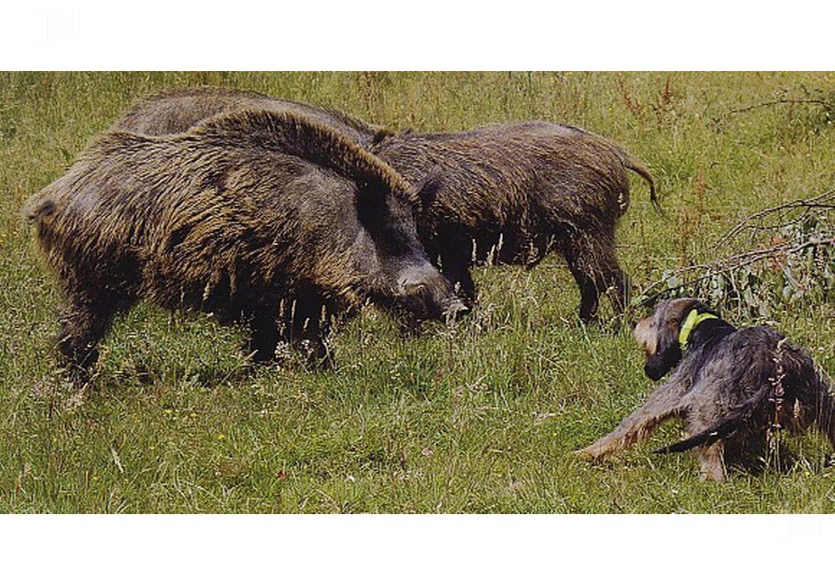 les-visiteurs-chasseurs-ou-non-pourront-pourront-voir-des-chiens-de-race-anglo-francais-griffons-bleus-de-gascogne-beagle-harrier-griffons-nivernais-et-brique