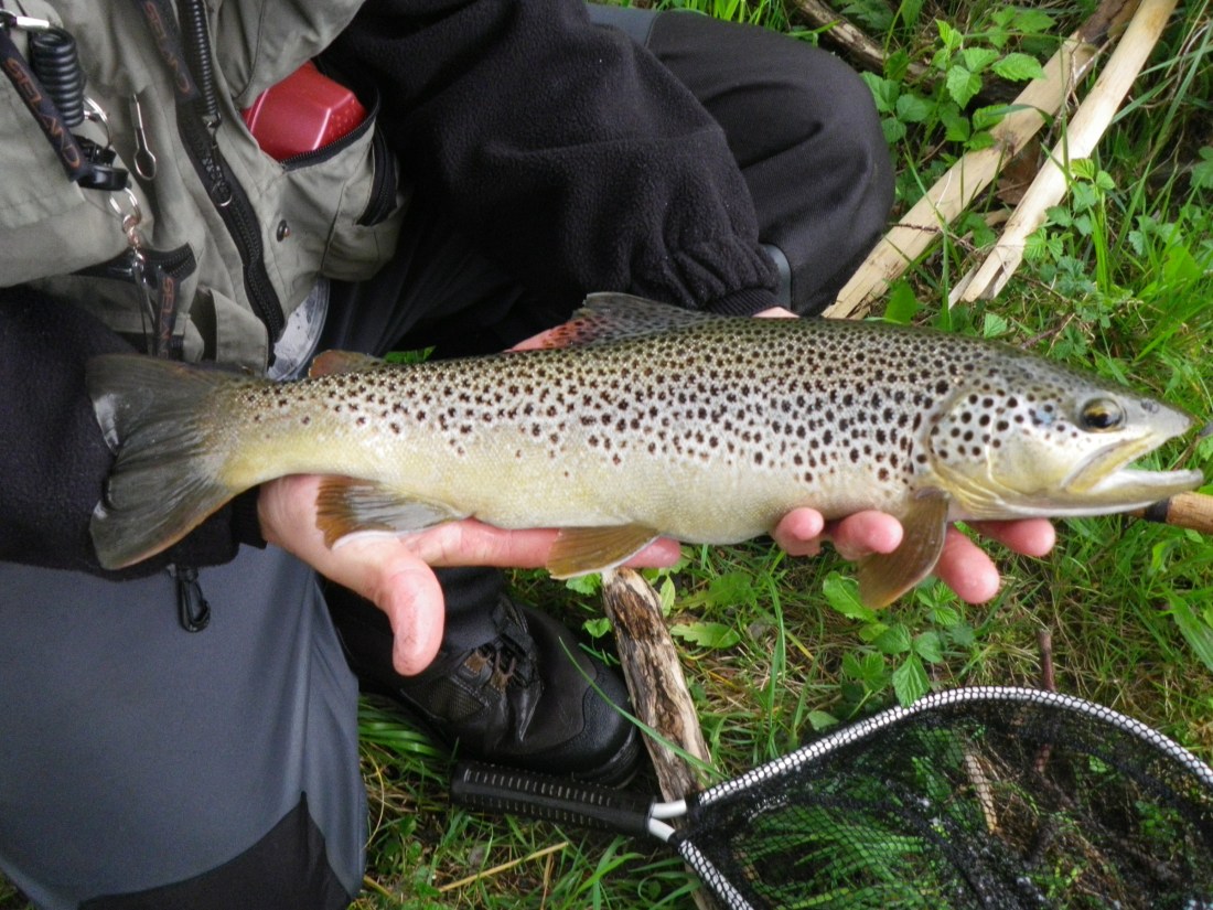 ob_a104b8a71e44657d464500088e76dbf6_imgp1429