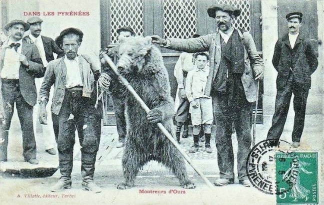 ours-des-pyr-n-es-08